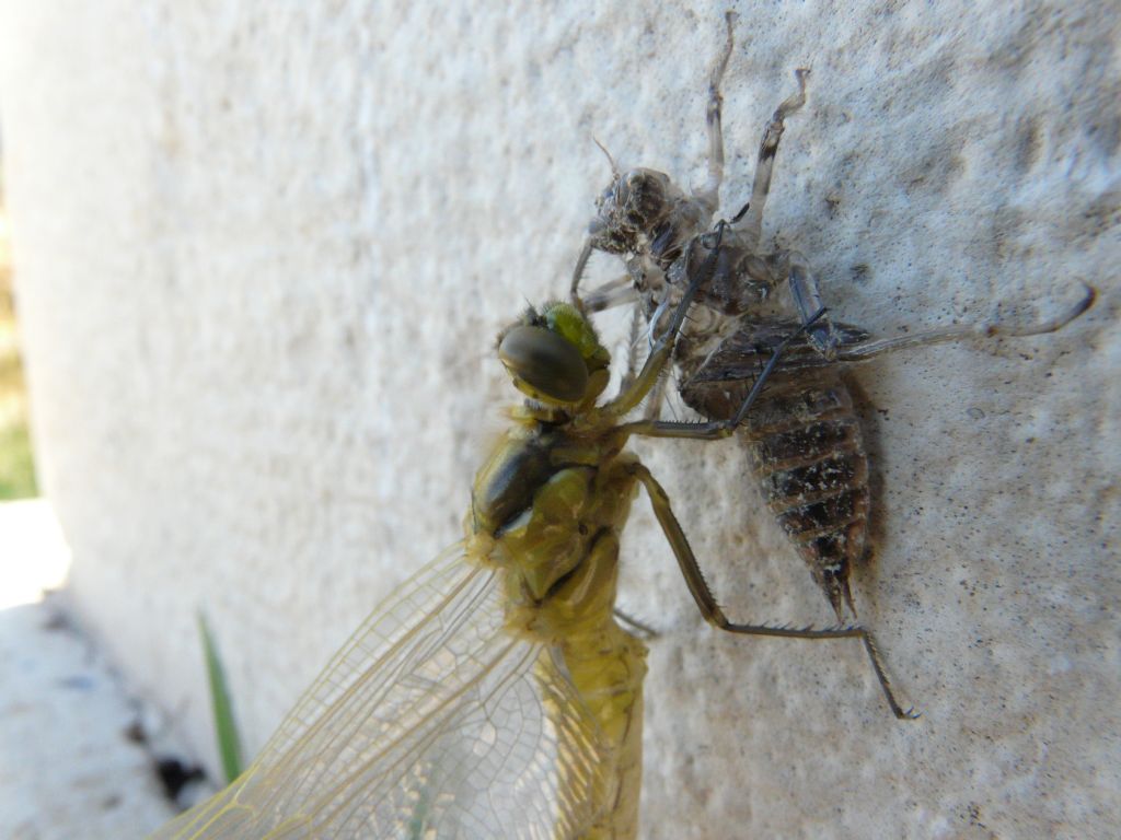 aiuto identificazione: Orthetrum cancellatum
